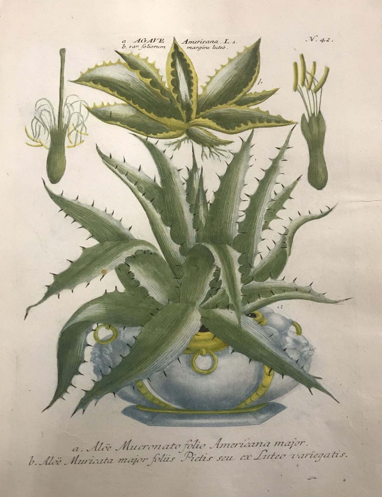 Item #328674 Agave Americana, Aloe Mucronato folio Americana major; N. 42. Johann Wilhelm WEINMANN.