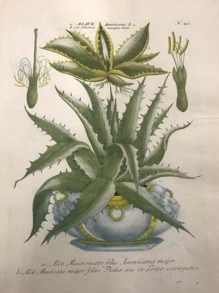 Item #328674 Agave Americana, Aloe Mucronato folio Americana major; N. 42. Johann Wilhelm WEINMANN
