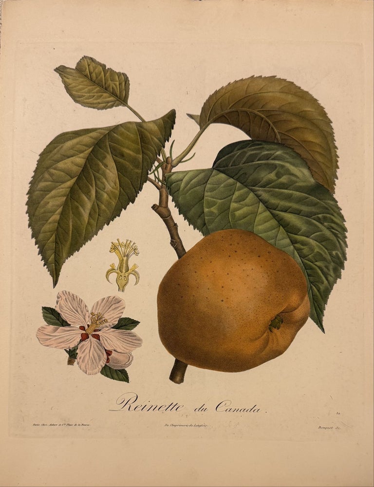 Item #332625 Reinette du Canada. Henri-Louis Duhamel du MONCEAU.