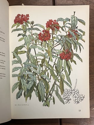 Decorative Trees and Shrubs