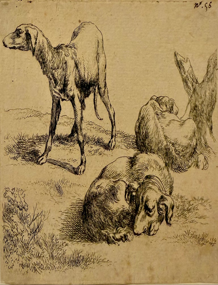 Item #335160 [Three hunting dogs] Animalia, ad vivum delineata, et aqua forti aeri impressa. Nicolaes BERCHEM.