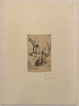 [Three hunting dogs] Animalia, ad vivum delineata, et aqua forti aeri impressa