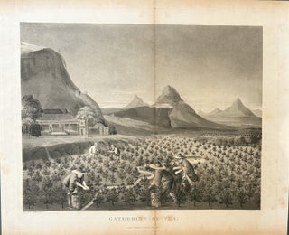 Item #336096 Gathering of Tea. Thomas SUTHERLAND