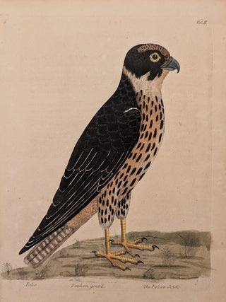 Item #338224 Falco. Faulcon Gentil. The Falcon Gentle. Eleazer ALBIN