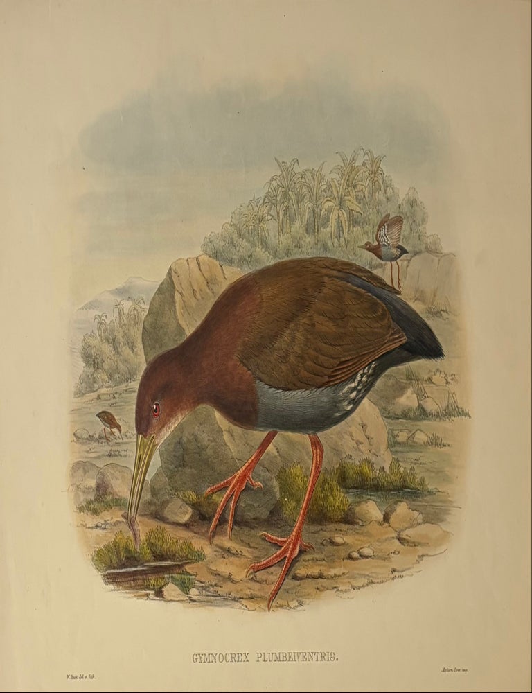 Item #339378 Gymnocrex Plumbeiventris. John GOULD.