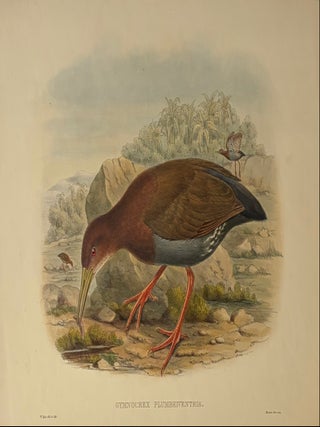 Item #339378 Gymnocrex Plumbeiventris. John GOULD