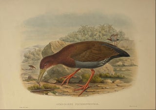 Item #339378 Gymnocrex Plumbeiventris. John GOULD