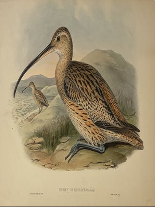 Item #339385 Numenius Rufescens. John GOULD