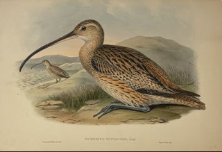 Item #339385 Numenius Rufescens. John GOULD