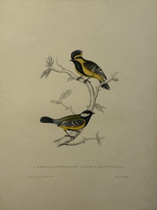 Item #339408 1. Parus xanthogenys 2. Parus monticolus. John GOULD