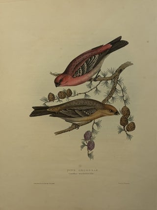 Item #339487 Pine Grosbeak. John GOULD