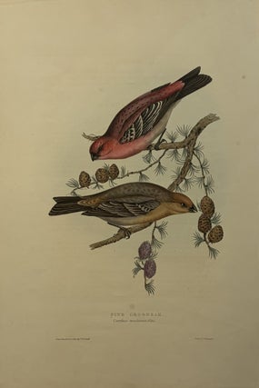 Item #339487 Pine Grosbeak. John GOULD