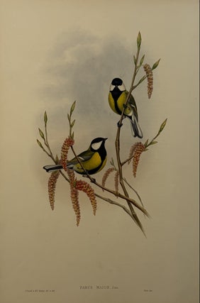 Item #339497 Parus Major, Linn. John GOULD